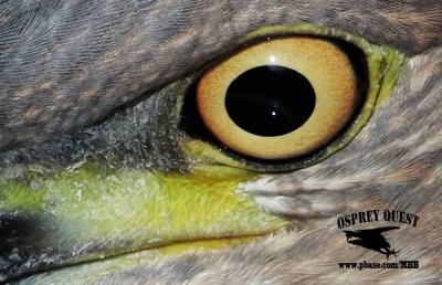 Night-Heron hybrid Texas Central Coast Mustang Island