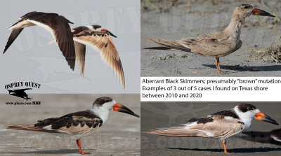 Aberrant Black Skimmers; Hypomelanism - presumably brown mutation