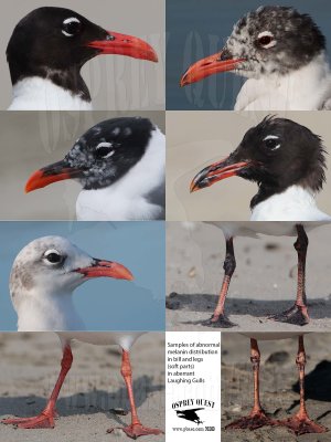Samples of abnormal  melanin distribution in bill and legs (soft parts) in aberrant Laughing Gulls