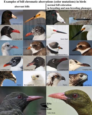 Bill chromatic aberrations (color mutations) in birds