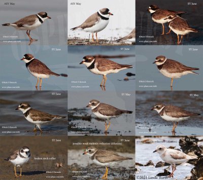Summer Semipalmated Plover ASY vs SY vs plumage dilution