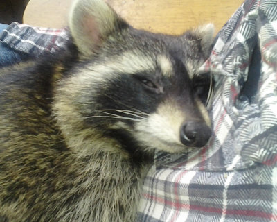 Catching a nap on Daddies Lap