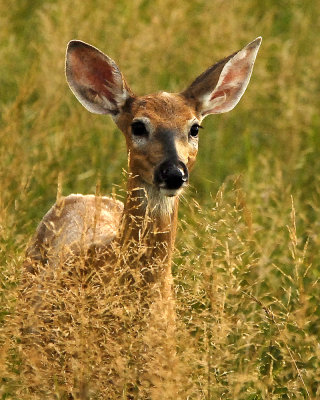 Fawn in the tall grass