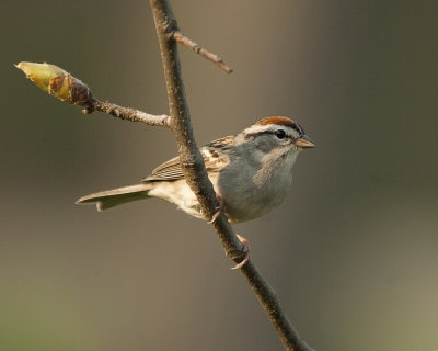 Chipping Sparrow