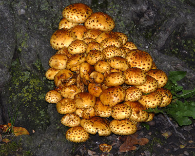 A big bunch of strange Mushrooms