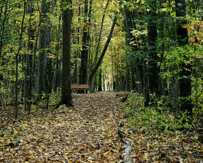 Bench in the woods