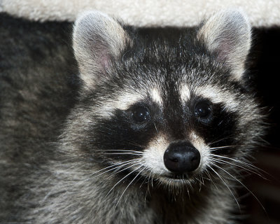 Cutie Pie closeup
