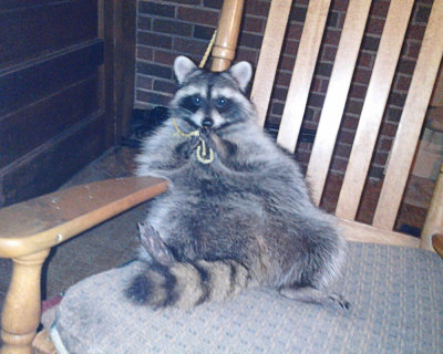 Taking over my chair