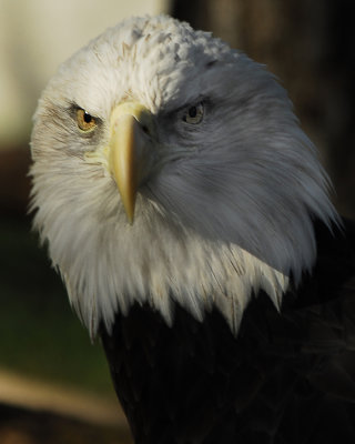 Eagle head shot