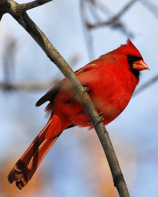 Male Cardinal