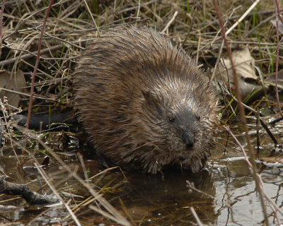 Wet Muskrat