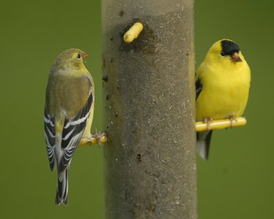 Male and Female Goldfinch