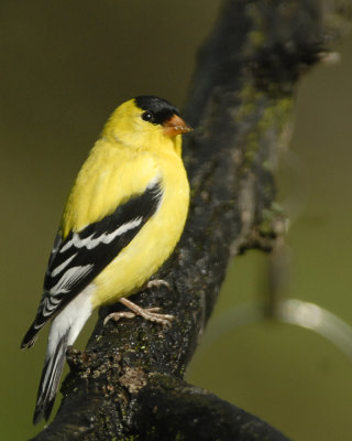 _Male Goldfinch