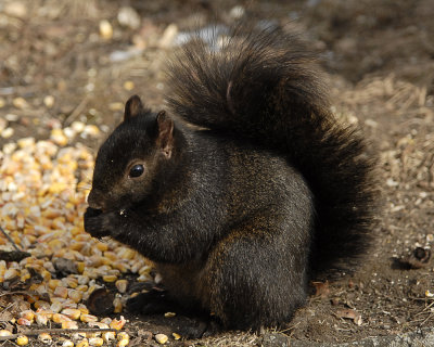 black squirrel