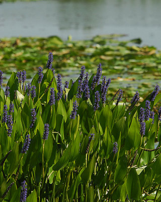 Marsh Flowers