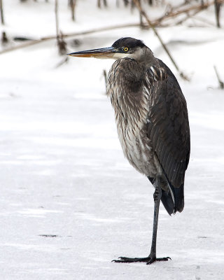 One legged Heron