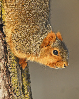 Squirrel closeup