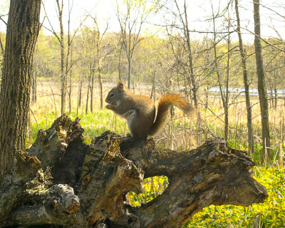 Little Squirrel big Tree