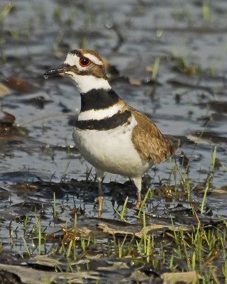 Killdeer in the rain