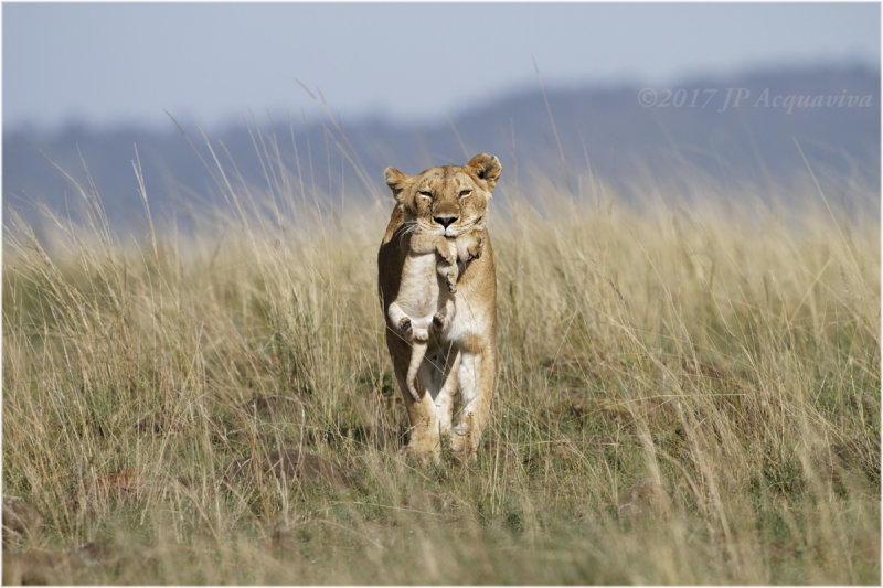  Lionne transportant son petit - Lioness with cub