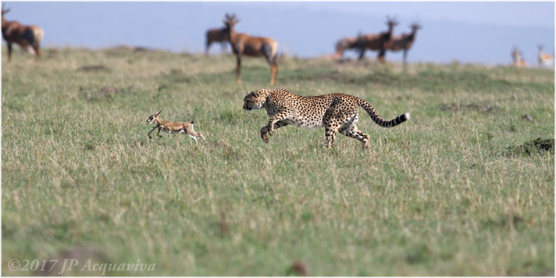 gupard chassant un bb gazelle - cheetah hunting a baby gazelle