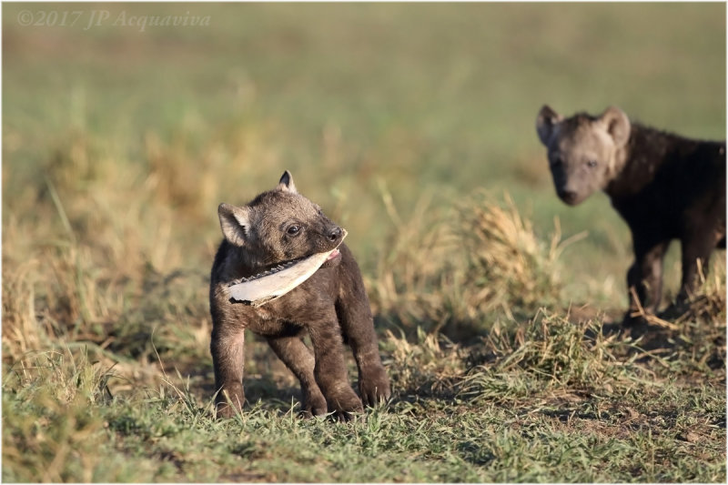 Bb hyne - Baby hyena