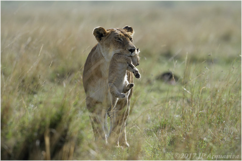 lioness with cub_8851b.jpg