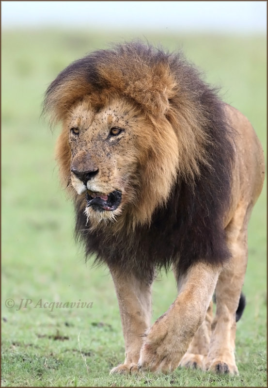 Lion 1658.jpg