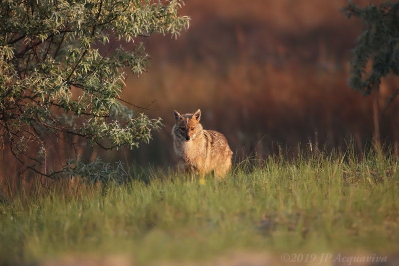 Chacal dor - Golden jackal_0A7A2465_F2.JPG