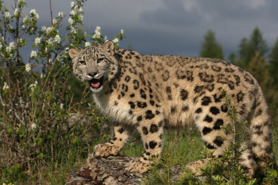 panthre des  neiges 5 -  snow leopard.JPG