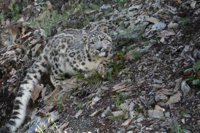 panthre des  neiges 13 -  snow leopard.jpg