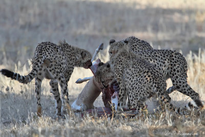 Guepard - Cheetah 7475