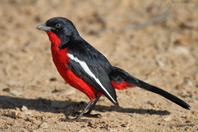 Gonolek - Crimson-breasted shrike