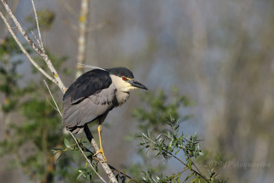 Bihoreau - black-crowned night heron 6F5A7167.JPG