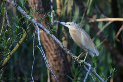 Crabier chevelu - squacco heron 6F5A7476.JPG
