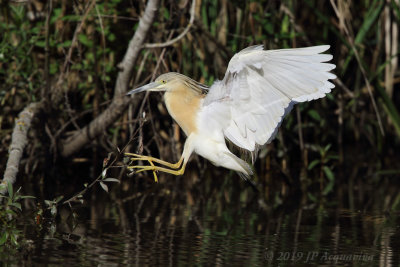 Crabier chevelu - squacco heron 6F5A7457.JPG