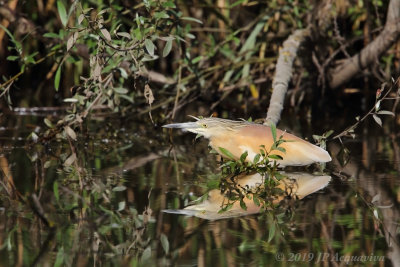 Crabier chevelu - squacco heron 6F5A7463.JPG