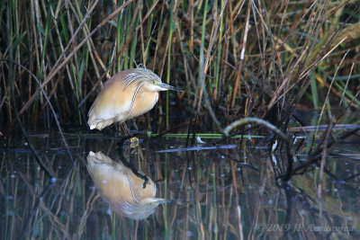 Crabier chevelu - squacco heron 6F5A6983.JPG