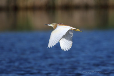 crabier chevelu - squacco heron 6F5A6628.JPG