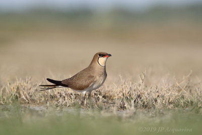 Glarole  collier - collared pratincole_6F5A7730_F.JPG