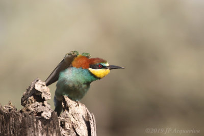 Gupier d'Europe - Bee eater 6F5A7853_F.JPG