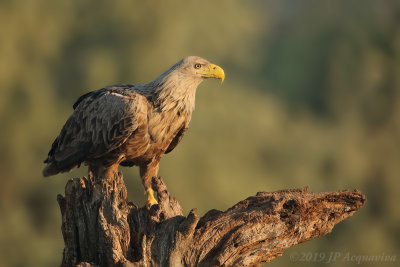 Pygargue - white-tailed eagle 0A7A2525_F3.JPG