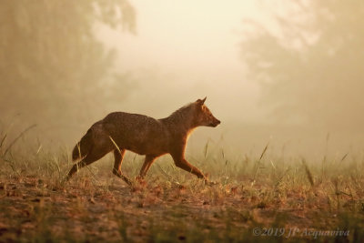 chacal  dor - golden jackal 6F5A8833_F4.JPG