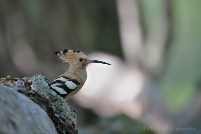 Huppe - hoopoe  0A7A2364_F.JPG