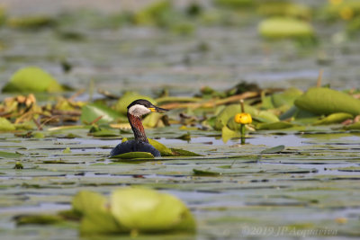 Grbe jougris - rednecked grebe  6F5A8228.JPG
