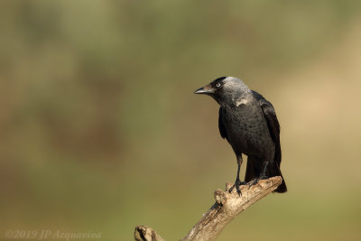 Choucas des tours - Western jackdaw  0A7A2621.JPG