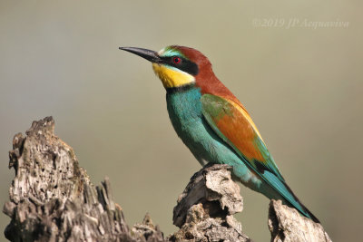 Guepier - bee-eater  6F5A7837_F.JPG