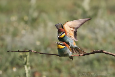 Guepier - bee-eater  6F5A7782_F.JPG