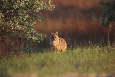 Chacal dor - Golden jackal_0A7A2465_F2.JPG
