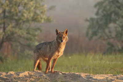 Chacal dor - Golden jackal  6F5A8934_F3.JPG
